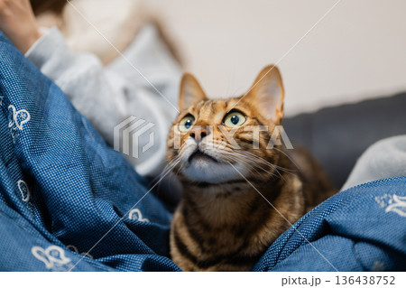 飼い主とくつろぐ猫 飼い主とくつろぐ猫 136438752