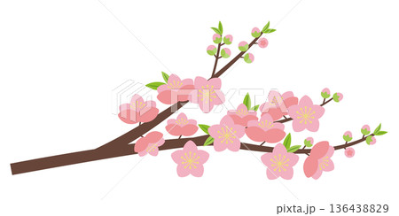 桃の花枝 桃の花枝 136438829