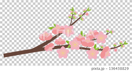 桃の花枝 桃の花枝 136438829