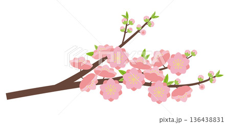 八重咲きの桃の花枝 136438831