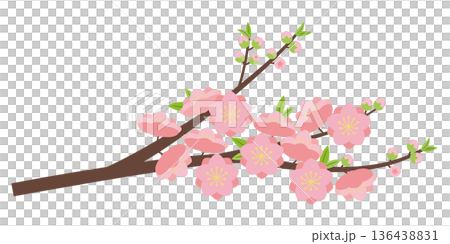Double-flowered peach blossom branch Double-flowered peach blossom branch 136438831