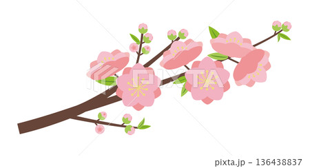 シンプルな八重咲きの桃の花枝 シンプルな八重咲きの桃の花枝 136438837