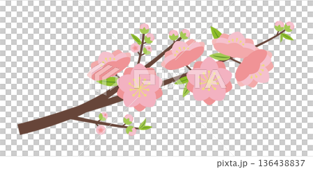 シンプルな八重咲きの桃の花枝 シンプルな八重咲きの桃の花枝 136438837