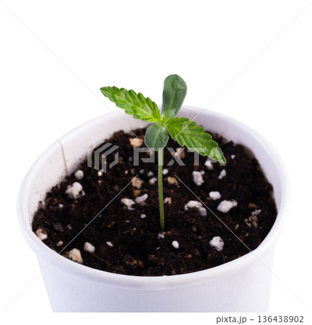 Young cannabis seedling with the first true and cotyledon leaves. Young cannabis seedling with the first true and cotyledon leaves. 136438902