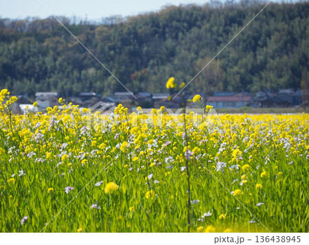 菜の花畑 菜の花畑 136438945
