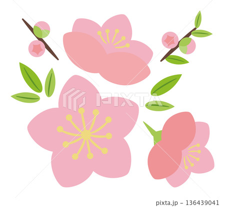 桃の花と蕾 136439041