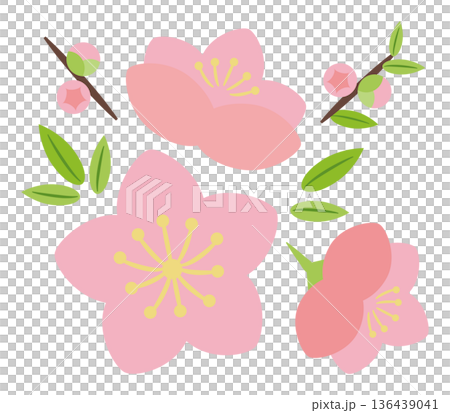 桃の花と蕾 136439041