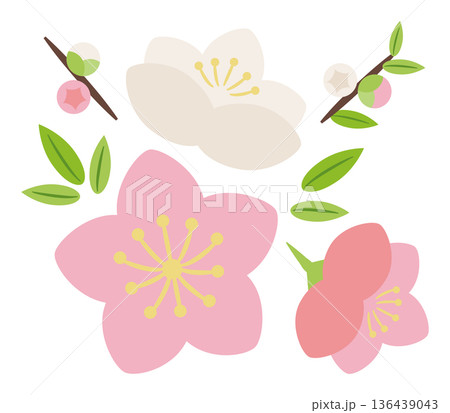 源平桃の花と蕾 136439043