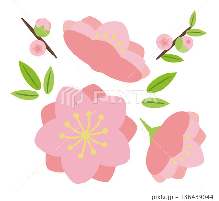 八重咲きの桃の花と蕾 136439044