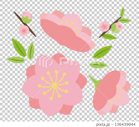 八重咲きの桃の花と蕾 136439044