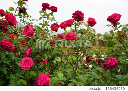 長野県坂城町のさかき千曲川バラ公園は山々に囲まれた千曲川のほとりに素晴らしいバラ公園があります。 136439080