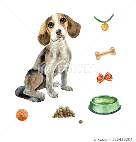 Beagle dog sitting next to a bowl, food, bone, toys and a bow. Hand drawn watercolor illustration. Vector clip art for cards, invitations, food labels and toys. Suitable for posters and banners. 136439204