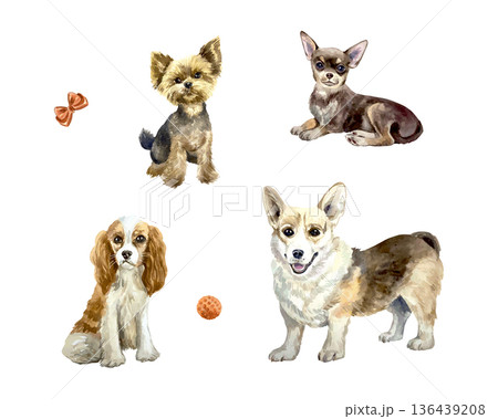 Dog set, Yorkshire Terrier, Spaniel, Chihuahua, Corgi. Hand drawn watercolor illustration. Vector clip art for postcards, food labels and toys. Suitable for banners for dog shows and grooming salons. 136439208