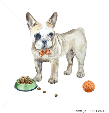 French bulldog standing next to a food bowl and a red ball. Hand drawn watercolor illustration. Vector clip art for postcards, dog food labels and toys. Suitable for banners for grooming salons. 136439219