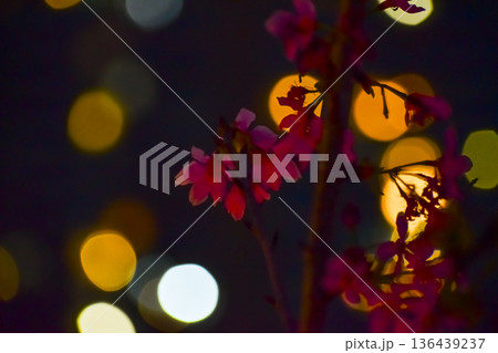 Close-up of cherry blossom at night with colorful boken lighting effect in background. Flower and plant. Nature and flower background. 136439237