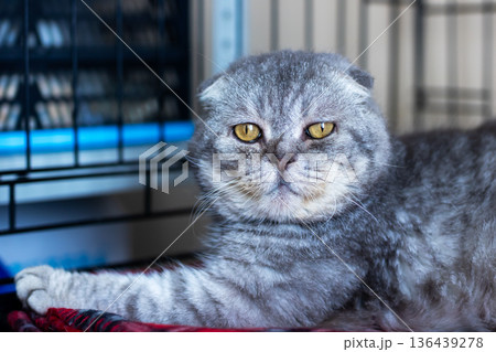 Calm cat in veterinary setting. Peaceful cat with groomed fur during veterinary examination 136439278