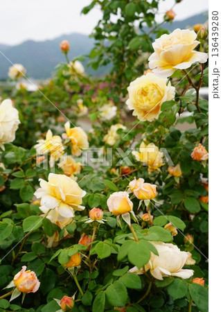 長野県坂城町のさかき千曲川バラ公園は山々に囲まれた千曲川のほとりに素晴らしいバラ公園があります。 136439280