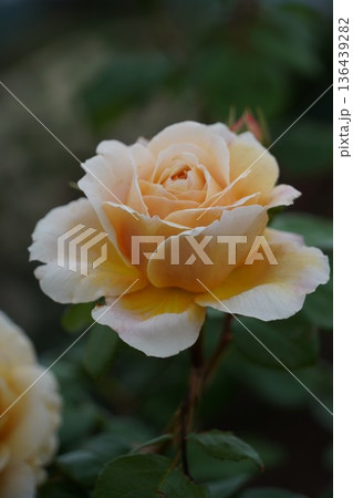 長野県坂城町のさかき千曲川バラ公園は山々に囲まれた千曲川のほとりに素晴らしいバラ公園があります。 長野県坂城町のさかき千曲川バラ公園は山々に囲まれた千曲川のほとりに素晴らしいバラ公園があります。 136439282