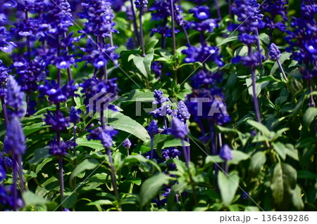 Close-up of the Salvia, purple flowers in the garden with sunlight.  Blue and purple salvia in bloom. Flower and nature background. Flower and plant. 136439286