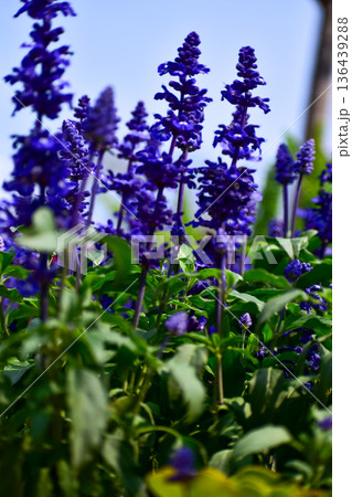 Close-up of the Salvia, purple flowers in the garden with sunlight. Blue and purple salvia in bloom. Flower and nature background. Flower and plant. Close-up of the Salvia, purple flowers in the garden with sunlight. Blue and purple salvia in bloom. Flower and nature background. Flower and plant. 136439288