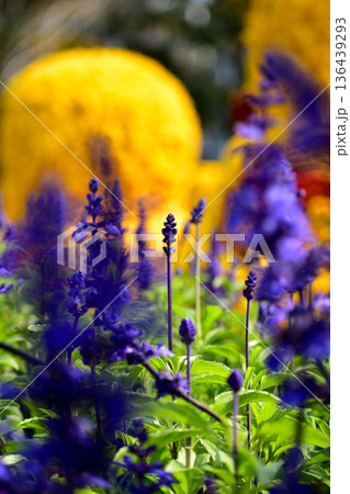 Close-up of the Salvia, purple flowers in the garden with sunlight. Blue and purple salvia in bloom. Flower and nature background. Flower and plant. Close-up of the Salvia, purple flowers in the garden with sunlight. Blue and purple salvia in bloom. Flower and nature background. Flower and plant. 136439293