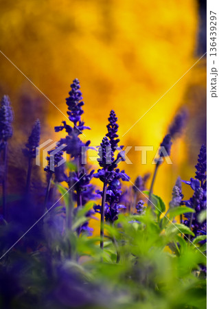 Close-up of the Salvia, purple flowers in the garden with sunlight.  Blue and purple salvia in bloom. Flower and nature background. Flower and plant. 136439297