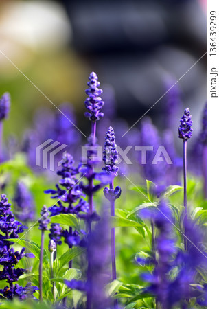 Close-up of the Salvia, purple flowers in the garden with sunlight.  Blue and purple salvia in bloom. Flower and nature background. Flower and plant. 136439299