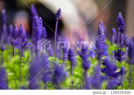 Close-up of the Salvia, purple flowers in the garden with sunlight.  Blue and purple salvia in bloom. Flower and nature background. Flower and plant. 136439300