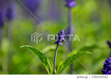 Close-up of the Salvia, purple flowers in the garden with sunlight.  Blue and purple salvia in bloom. Flower and nature background. Flower and plant. 136439301