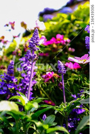 Close-up of the Salvia, purple flowers in the garden with sunlight. Blue and purple salvia in bloom. Flower and nature background. Flower and plant. Close-up of the Salvia, purple flowers in the garden with sunlight. Blue and purple salvia in bloom. Flower and nature background. Flower and plant. 136439306