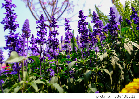 Close-up of the Salvia, purple flowers in the garden with sunlight.  Blue and purple salvia in bloom. Flower and nature background. Flower and plant. 136439313