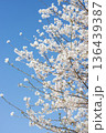 桜　青空 136439387