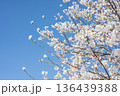 桜　青空 136439388