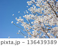 桜　青空 136439389