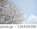 桜　桜吹雪 136439390