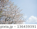 桜　桜吹雪 136439391