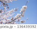 桜 136439392