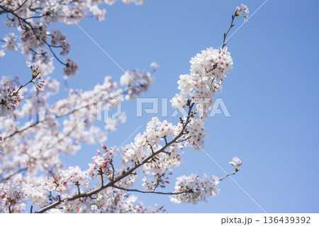桜 桜 136439392