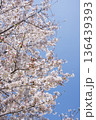 桜 136439393