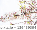 桜　すずめ 136439394