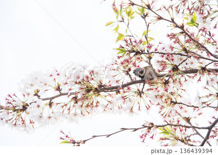 桜　すずめ 136439394
