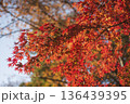 紅葉 136439395