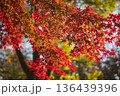紅葉 136439396