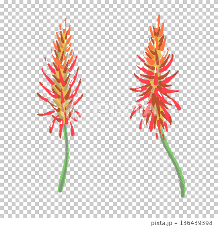 Aloe vera flower illustration, a distinctive bright orange flower Aloe vera flower illustration, a distinctive bright orange flower 136439398