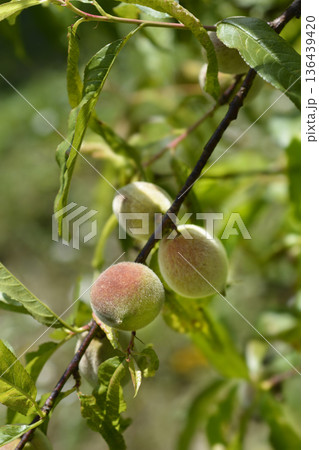 Peach tree Peach tree 136439420
