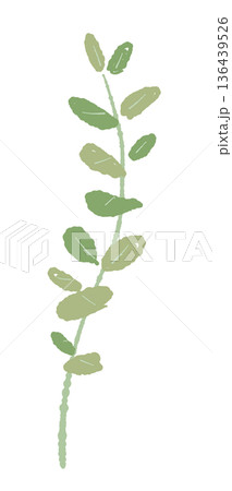 小さな丸い葉のユーカリのイラスト グニーユーカリのような繊細な素材 136439526