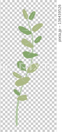 小さな丸い葉のユーカリのイラスト グニーユーカリのような繊細な素材 136439526