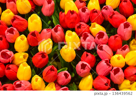 Close-up of the colorful artificial tulips flowers. Colorful artificial tulips background. Flowers background. Flower and plant. 136439562