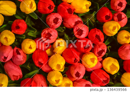 Close-up of the colorful artificial tulips flowers. Colorful artificial tulips background. Flowers background. Flower and plant. 136439566