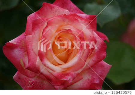 長野県坂城町のさかき千曲川バラ公園は山々に囲まれた千曲川のほとりに素晴らしいバラ公園があります。 136439579